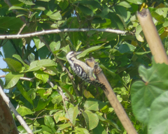 Dendrocopos analis