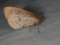 Spodolepis substriataria