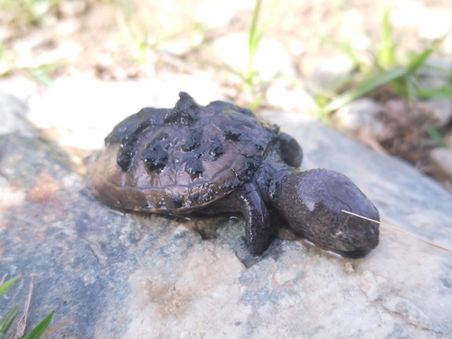 Mexican Mud Turtle, Kinosternon integrum