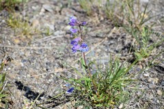 Penstemon gormanii