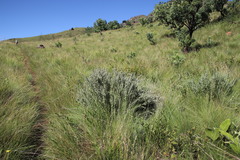 Lotononis lotononoides