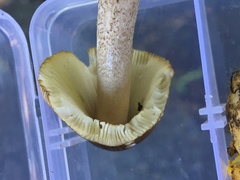 Amanita