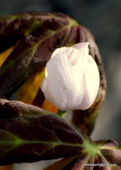 Podophyllum hexandrum