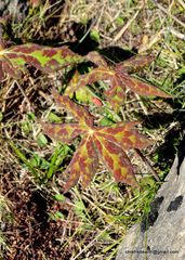 Podophyllum hexandrum