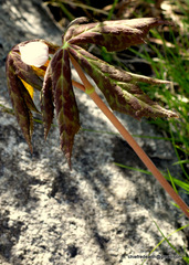 Podophyllum hexandrum