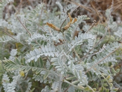 Astragalus traskiae