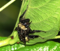 Bombus pensylvanicus