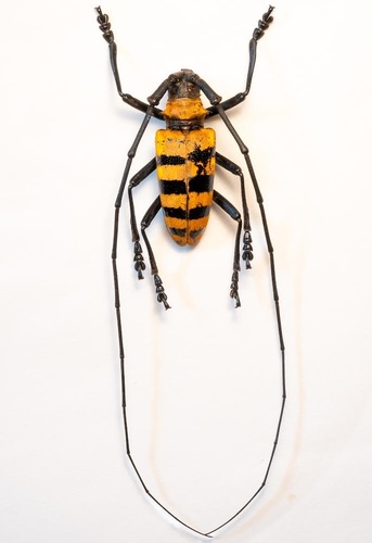Nemophas grayii