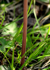 Podophyllum hexandrum