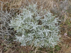 Astragalus traskiae