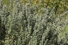 Lotononis lotononoides