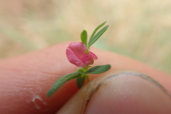 Acmispon parviflorus