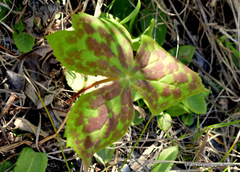Podophyllum hexandrum