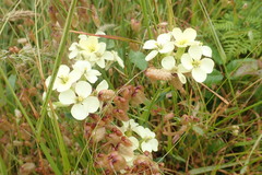 Erysimum concinnum