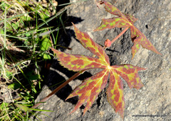 Podophyllum hexandrum