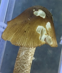 Amanita