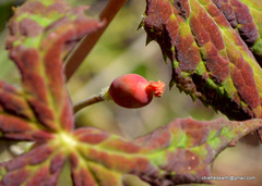 Podophyllum hexandrum