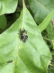 Laphria posticata