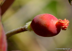 Podophyllum hexandrum