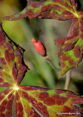 Podophyllum hexandrum
