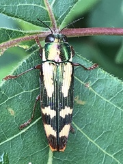 Buprestis rufipes