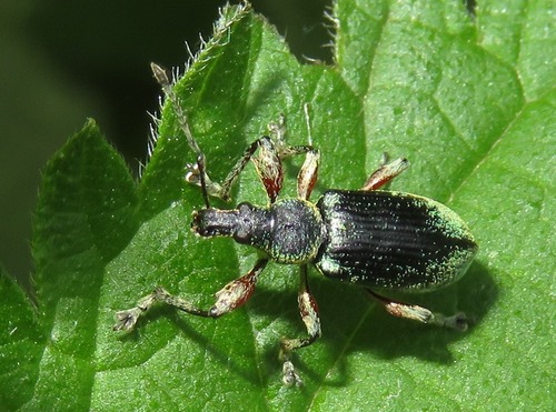 Nettle weevil, Zuid-Holland, Nederland, photo 7 of 10