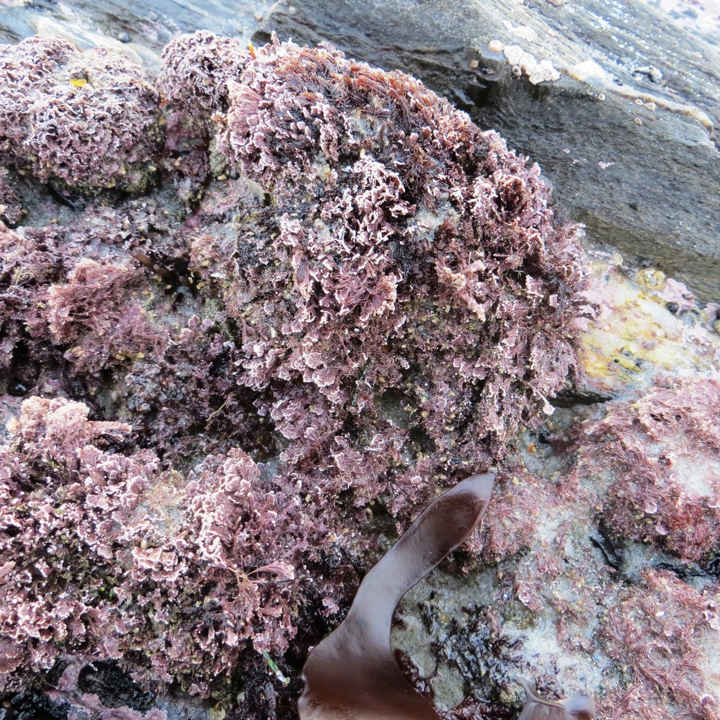 coralline algae from Dunedin, NZ-OT, NZ on July 6, 2016 at 10:40 AM by ...