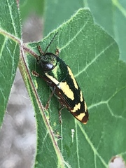 Buprestis rufipes