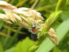 Oedemera croceicollis