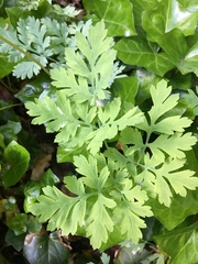 Dicentra eximia