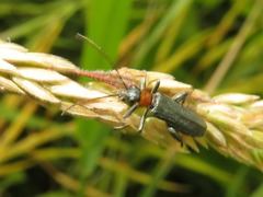 Oedemera croceicollis