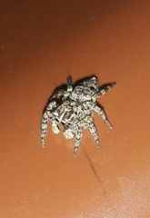 Sumampattus quinqueradiatus