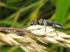 Oedemera croceicollis