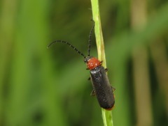 Silis ruficollis