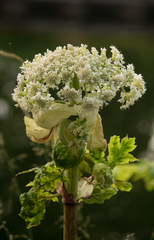 Heracleum mantegazzianum