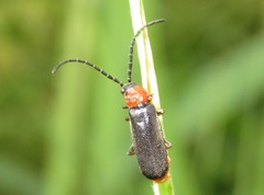 Silis ruficollis