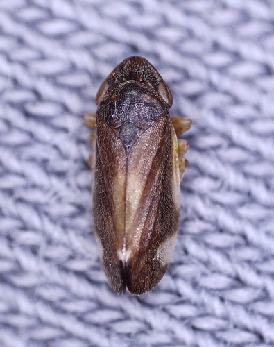 Neophilaenus exclamationis