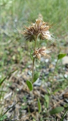 Phacelia mutabilis