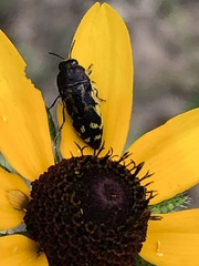 Acmaeodera pulchella