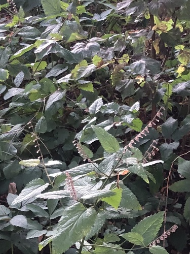 Наблюдение на iNaturalist