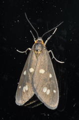 Dysauxes punctata