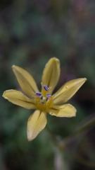 Triteleia ixioides anilina