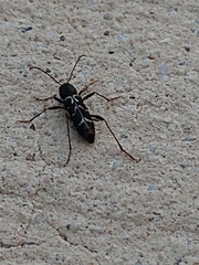 Neoclytus muricatulus