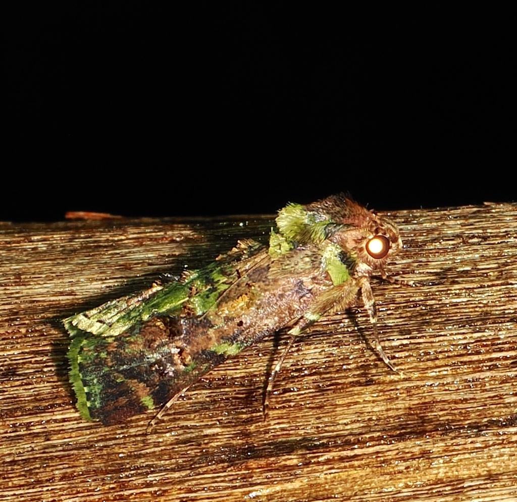 Bibasilaris trisulcata