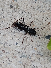 Neoclytus muricatulus