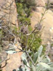 Eriodictyon traskiae smithii