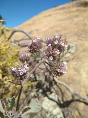 Eriodictyon traskiae smithii