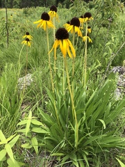 Echinacea paradoxa