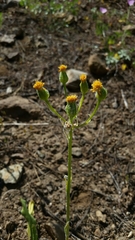 Packera pauciflora