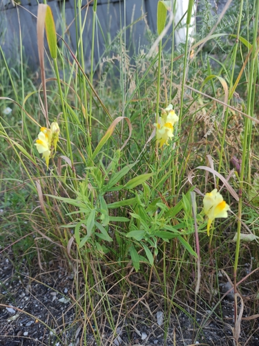common toadflax